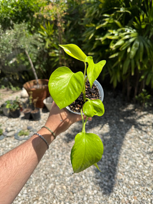 Neon Pothos